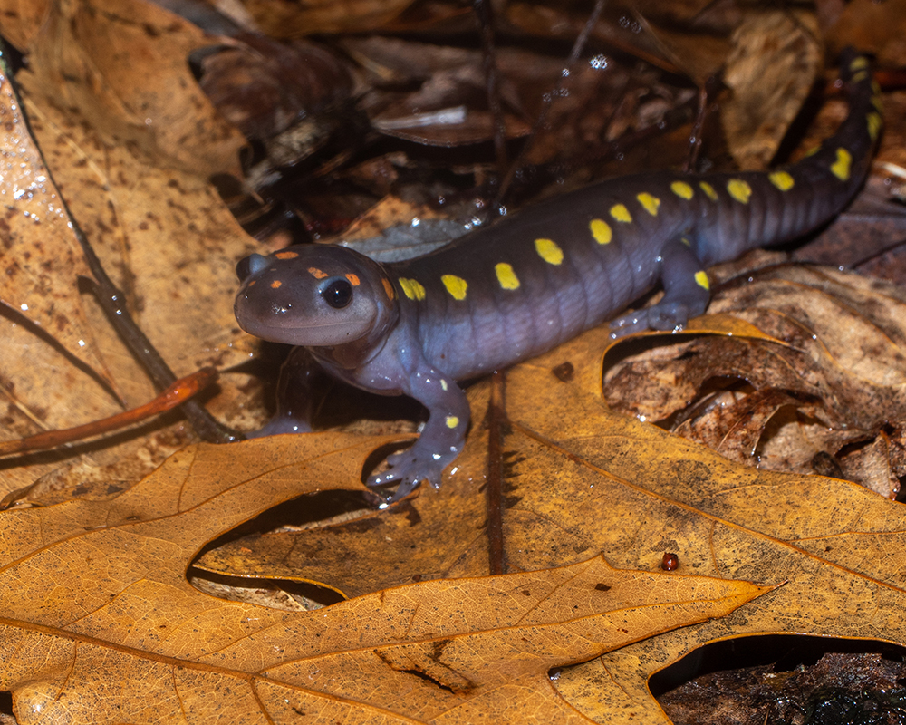 salamander among leaves